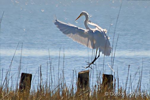 The Egret Is Landing_27575.jpg - Photographed near Port Lavaca, Texas, USA.